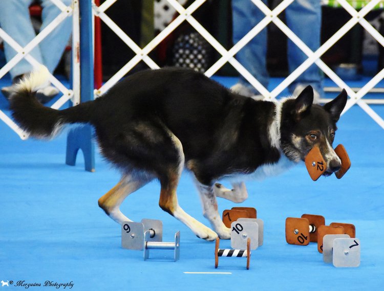 Port Chester Obedience Training Club
